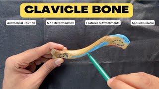 Clavicle  Upper Limb Bone Anatomy First Year MBBS  Anatomy lectures by Ashish [upl. by Sigmund]