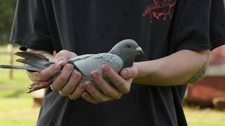 Wisconsin Life  Family passion for pigeon racing [upl. by Elyagiba]