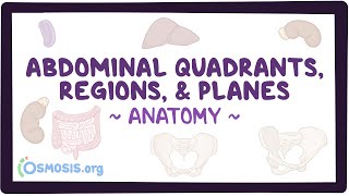 Abdominal quadrants regions and planes [upl. by Edrahc573]