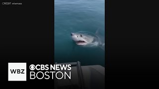 Great white shark swims right up to boat off Scituate [upl. by Paver338]