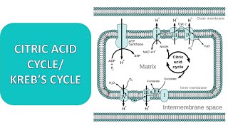 KREBS CYCLE  CITRIC ACID CYCLE CELLAUALR RESPIRATION [upl. by Ahsenauq]