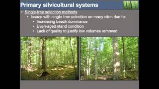 Exploring Silvicultural Strategies in VT’s Changing Forest – Northern Hardwoods [upl. by Halet]