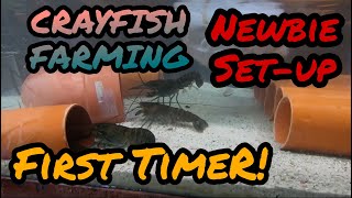 Crayfish Farming  Newbie Setup [upl. by Villiers]