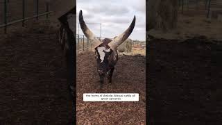 🐂 AnkoleWatusi Cattle The LongHorned Beauties of Africa 🌍 cattle africanwildlife [upl. by Volpe]