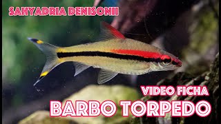 Sahyadria denisonii 🐟 Barbo Torpedo 🚀 Video 🎥 Ficha [upl. by Susanetta123]