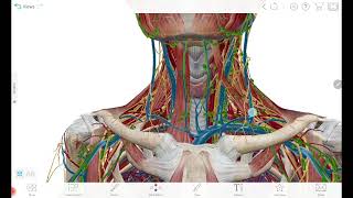 Thyroid gland relations [upl. by Mensch]