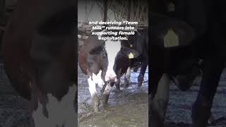 Every Woman’s Marathon Is Using Women to Exploit Cows [upl. by Chrisse]