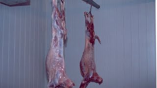 Curso Abate de Caprinos e Processamento de Carne  Cursos CPT [upl. by Sholom322]