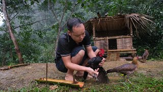 Primitive Skills Expanding the project of raising Wild Chickens ep194 [upl. by Chavez]