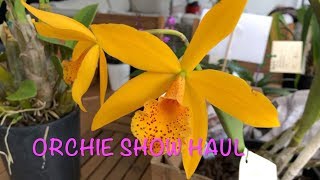 ORCHID SHOW HAUL Australian Dendrobiums Cattleyas and more [upl. by Hilel]