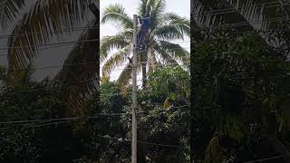 Lineman Changing Wire by climbing on the post [upl. by Llirred156]