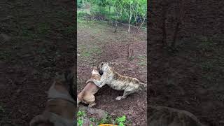 Dog Training for All Ages and Breeds Dog DogTraining TrainingTips [upl. by Oelgnaed]