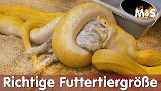 Richtige Futtertiergröße  Wir verfüttern einen großen Hasen   Reptil TV [upl. by Atenik446]