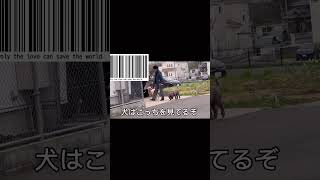 【防犯カメラ映像】犬の散歩のマナー違反が証拠映像から￼確定 [upl. by Acessej]