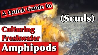 Culturing Freshwater Amphipods ScudsA Quick Guide [upl. by Dal]