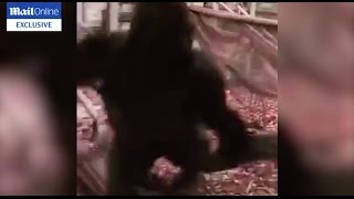 Exclusive Silverback Gorilla Kumbuka attacks his enclosure before he escapes London Zoo [upl. by Lehcir]