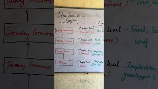 Trophic levels in ecosystem with examples  tropic level  ecosystem ecosystem shorts youtube [upl. by Nostets132]