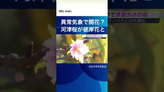 異常気象で開花？河津桜が彼岸花とSBSNEWSshorts [upl. by Chappie]