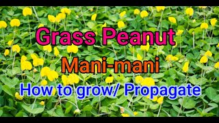 How to growPropagate Grass peanutpinto peanutmanimaniArachis pintoi [upl. by Nalor255]