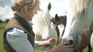 Rambling with the Irish Rare Breeds Connemara Pony [upl. by Zetnauq631]