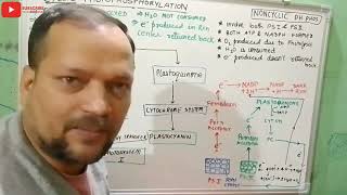 Z Scheme Cyclic and non cyclic photophosphorylation Photosynthesis [upl. by Hannahs96]