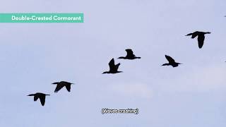 The Whimbrel Watchers [upl. by Landes]