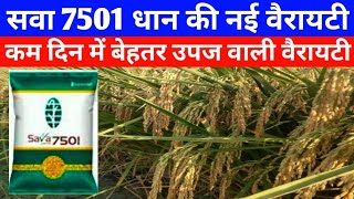 सवा 7501 धान की नई वैरायटी कम दिन में दोगुनी पैदावारSava 7501 dhansava smart rice 7501 [upl. by Mullins646]