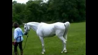 Rehoboth Breed Expo Clicker Training with Gwenyth Santagate Part 3 [upl. by Esiuqcaj]