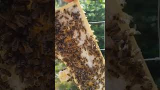 Tymczasem na pasiece w lesiepszczoły dzielnie pracują bee beekeeper beekeeping honey nature [upl. by Ahsaekal]