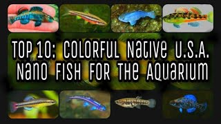 Top 10 Colorful Native USA Nano Fish Species Aquarium Worthy North American Wild Species  NANFA [upl. by Ahcas]