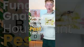 Where do Fungus Gnats belong on the houseplant pest tier list [upl. by Yanahc]