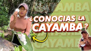 Cosecha de Hongos Amazónicos Sopa de Cayamba  Estrellita Amazónica [upl. by Irec]