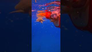 A freediver amp her turtle friend freediver freediving oceansounds underwater asmrvideo mermaid [upl. by Warfeld]