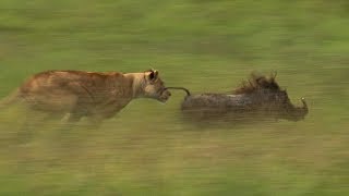 Mother Lioness Hunts Warthog  BBC Earth [upl. by Jensen302]