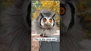 Shapeshifting Owl Transform from Slim to Puffed Center for Birds of Prey Visit Us Awendaw SC [upl. by Lazaro]