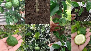 How to grow kaffir lime plant in pot काफीर लाइम प्लांट को कटिंग से पोटमे ग्रो कराए [upl. by Aguie1]