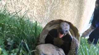 Accouplement tortue cri  Turtle scream [upl. by Ellga]