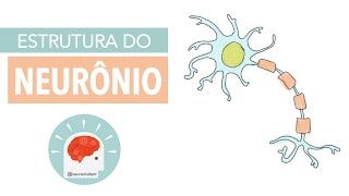 Sistema Nervoso Estrutura do Neurônio  Anatomia e etc [upl. by Annaira]