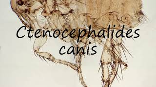 How to pronounce Ctenocephalides canis in English [upl. by Blancha]