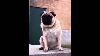 Biggest pug in the world [upl. by Adnolay]