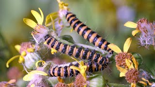 Cinnabar Moth caterpillars feeding on Ragwort UHD 4K [upl. by Rector279]