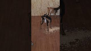 Donna our baby Nigerian dwarf goat jumping amp dancing lives her new goat barn goats babygoats [upl. by Nanah16]