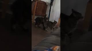 Kitty fight cat catlover funny funnycats catplayfight [upl. by Nodarse]