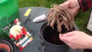 How to start Dahlia tubers [upl. by Demmahom]