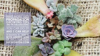 Succulent Propagation Growing Tips and Troubleshooting with Sucs for You [upl. by Leicester]