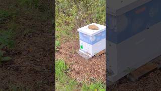 Bees coming and going from their hives beehive beeslife beekeeping [upl. by Enella]