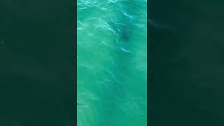 SHARKS X3 AT PENSACOLA BEACH shorts sharks pensacolabeach beach [upl. by Timrek]