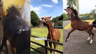 Horse Videos That Went Viral 30 [upl. by Aicele514]