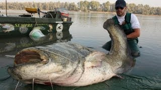 Awesome Monster Catfish  HD by Catfish World [upl. by Ahsito418]