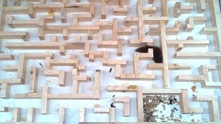 Bigger tighter mouse maze experiments [upl. by Notnek]